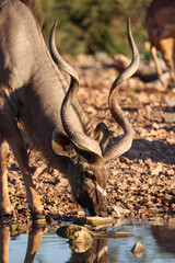 drinking male kudu antelope in Etosha Nationalpark