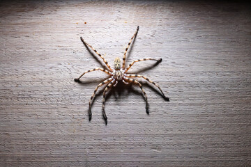 common wall spider