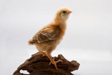 Cute little chicken isolated on white background 