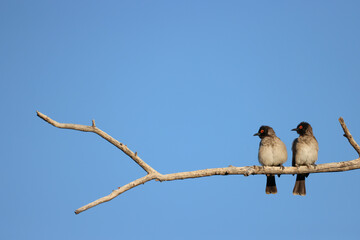 two red-eyed bulbul birds sit on a branch in Etosha Nationalpark