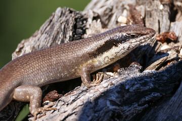 skink on a dead tree trunk