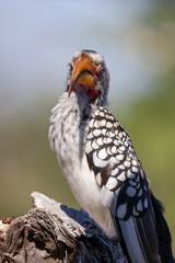 southern yellow-billed hornbill 