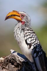 southern yellow-billed hornbill 