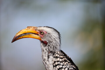 southern yellow-billed hornbill 