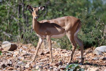 impala antelope in Namibia