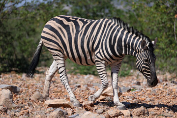 a zebra in the bushlands of Namibia