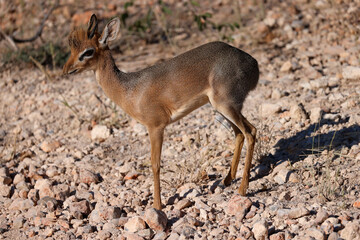 agressive dikdik antelope