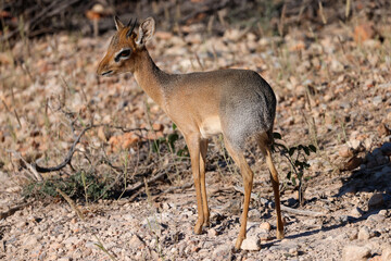 agressive dikdik antelope