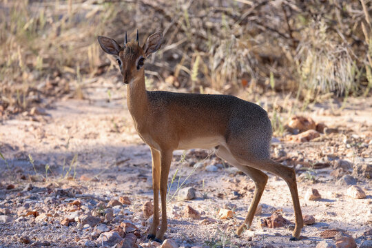 agressive dikdik antelope