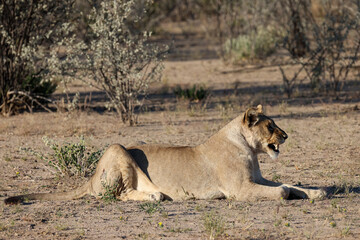 yawning lion