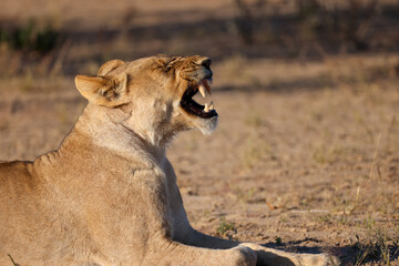 yawning lion