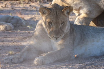 A young lion watches a butterfly fly by