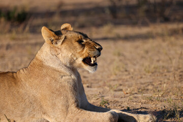 yawning lion in the savannah
