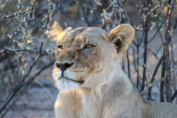 juvenile lion in the savannah of Namibia