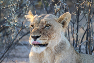 juvenile lion in the savannah of Namibia