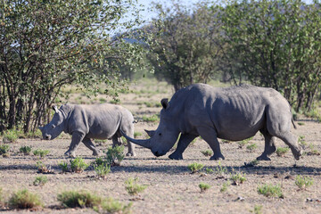 Fototapeta premium two white rhinos in Namibia