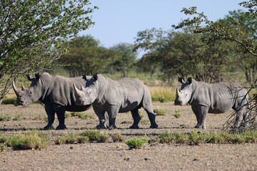 Fototapeta premium a group of white rhinos in Namibia