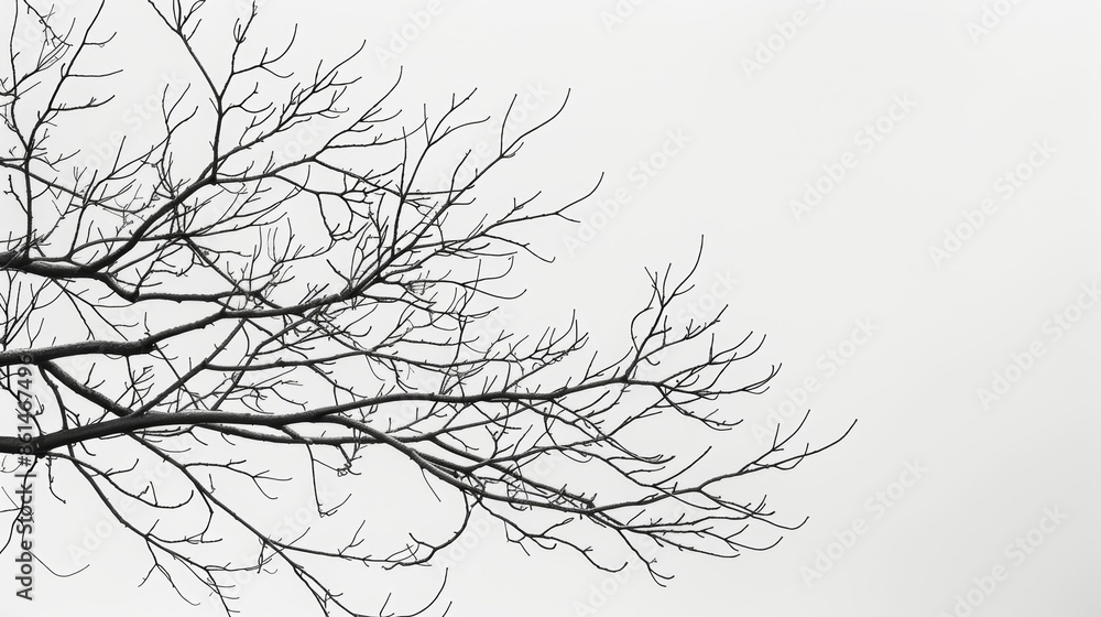 Poster complexity and simplicity collide in the intertwining branches against a muted sky. black and white 