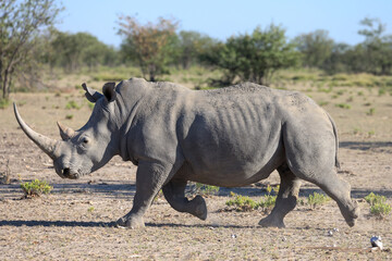 a white rino in the savannah of Namibia