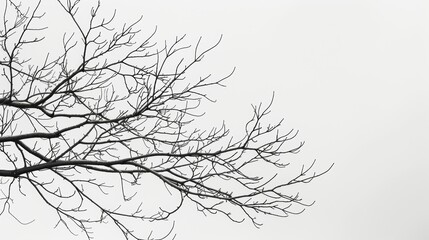 Complexity and simplicity collide in the intertwining branches against a muted sky. Black and white art