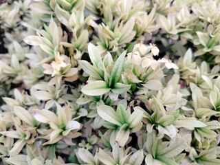 Obraz premium flowers in the garden