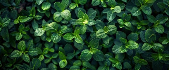 Obraz premium Green Grass Wall Background, Capturing The Lush And Vibrant Beauty Of Nature