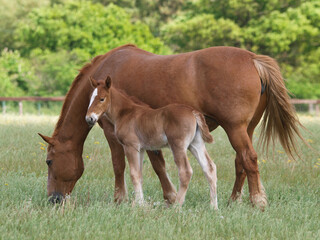 Fototapeta premium Suffolk Punch Mare and Foal