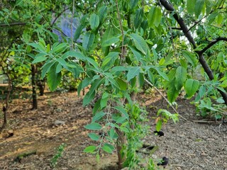 Santalum album sandalwood tree stem and branches with leaves and green background near closeup shots