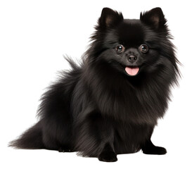 PNG Pomeranian mammal animal black.