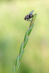 Fliege auf Grashalm