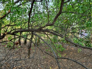 A clear view of santalum album sandalwood tree stem and branches with leaves and green background