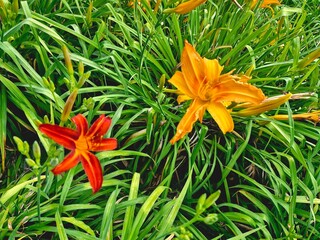 Orange tiger lily