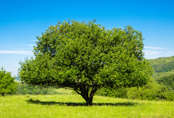 Fototapeta premium Landscape with a green tree on a field with green grass