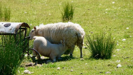 lamb drinking milk