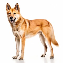 Obraz premium Dingo dog breed standing against white background, AI Generated