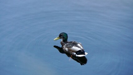 mallard in water