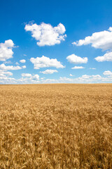 Landscape with a field of ripe golden wheat and blue sky with fluffy clouds, perfect as wallpaper