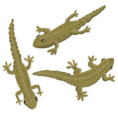 Naklejka premium vector drawing newts, triturus isolated at white background, hand drawn illustration