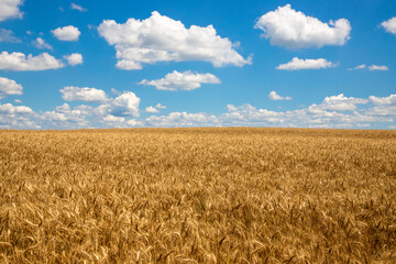 Landscape with a field of ripe golden wheat and blue sky with fluffy clouds, perfect as wallpaper