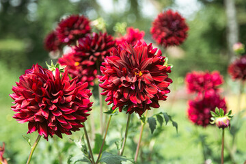 Dark red dahlia flowers in the garden on a blurred background.
