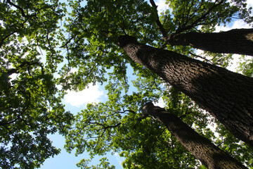 Fototapeta premium tree in the forest, trees with green leaves on the background of the blue sky