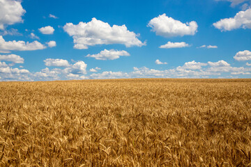 Landscape with a field of golden ripe wheat in a blue sky with clouds, perfect as wallpaper