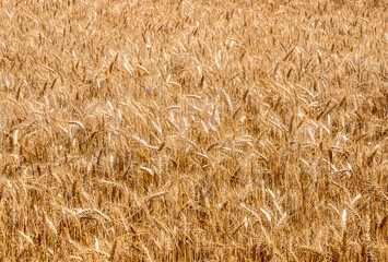 Close-up with a ripe golden wheat crop