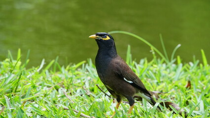 blackbird on the grass