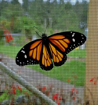 Mariposa monarca