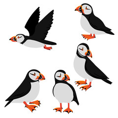 vector drawing birds, hand drawn Atlantic puffin , isolated nature design elements