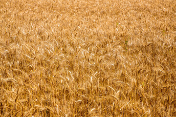 Close-up with a field of ripe wheat