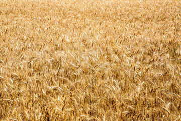 Close-up of a field of ripe golden wheat