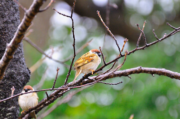 雨の中、木の枝に止まるスズメ