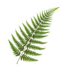 A high-resolution image of a single green fern leaf with detailed foliage and a transparent background. Perfect for botanical and nature themes.